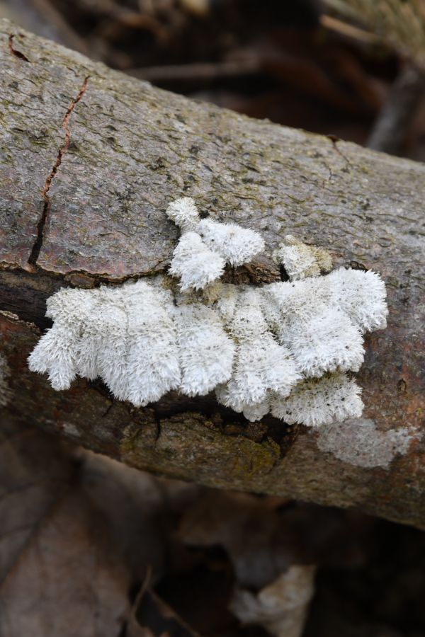 jpg-image