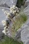jpg-image