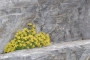 jpg-image