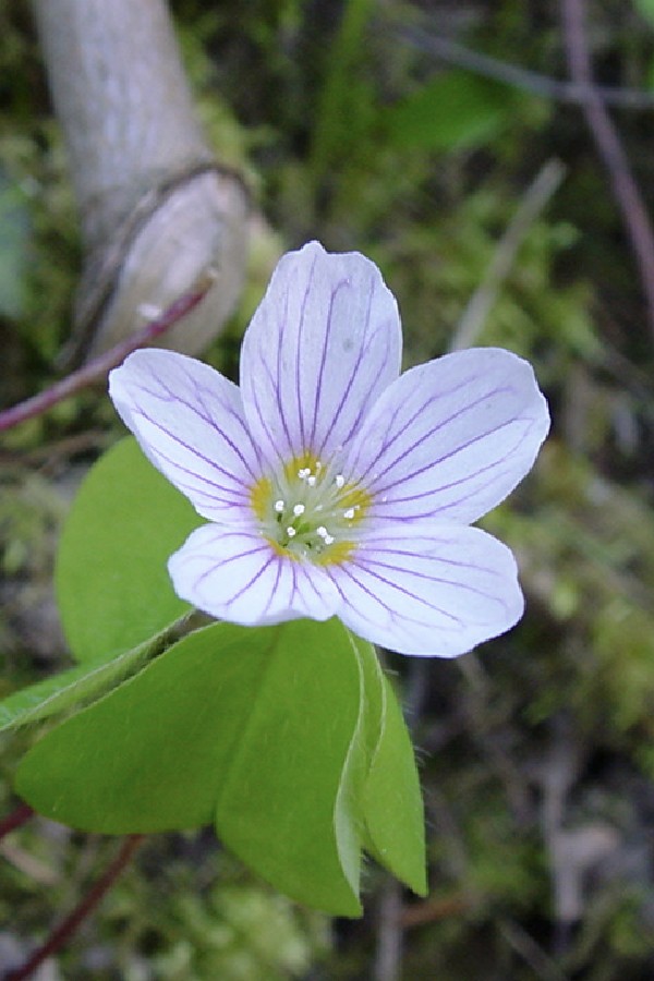 jpg-image