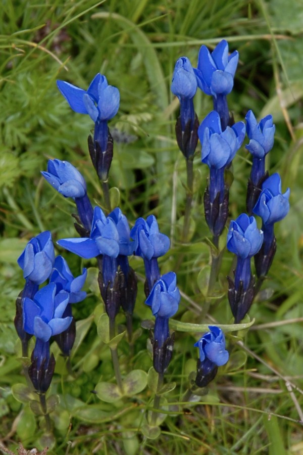 jpg-image