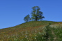 jpg-image